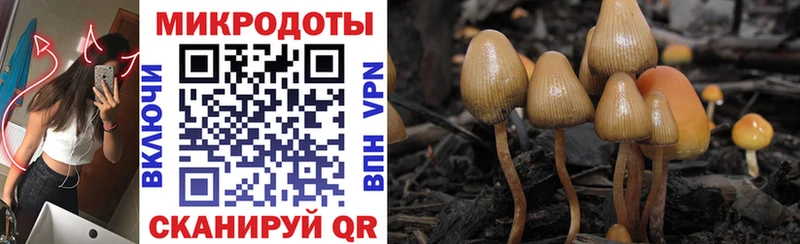 как найти закладки  Гусь-Хрустальный  Галлюциногенные грибы Cubensis 